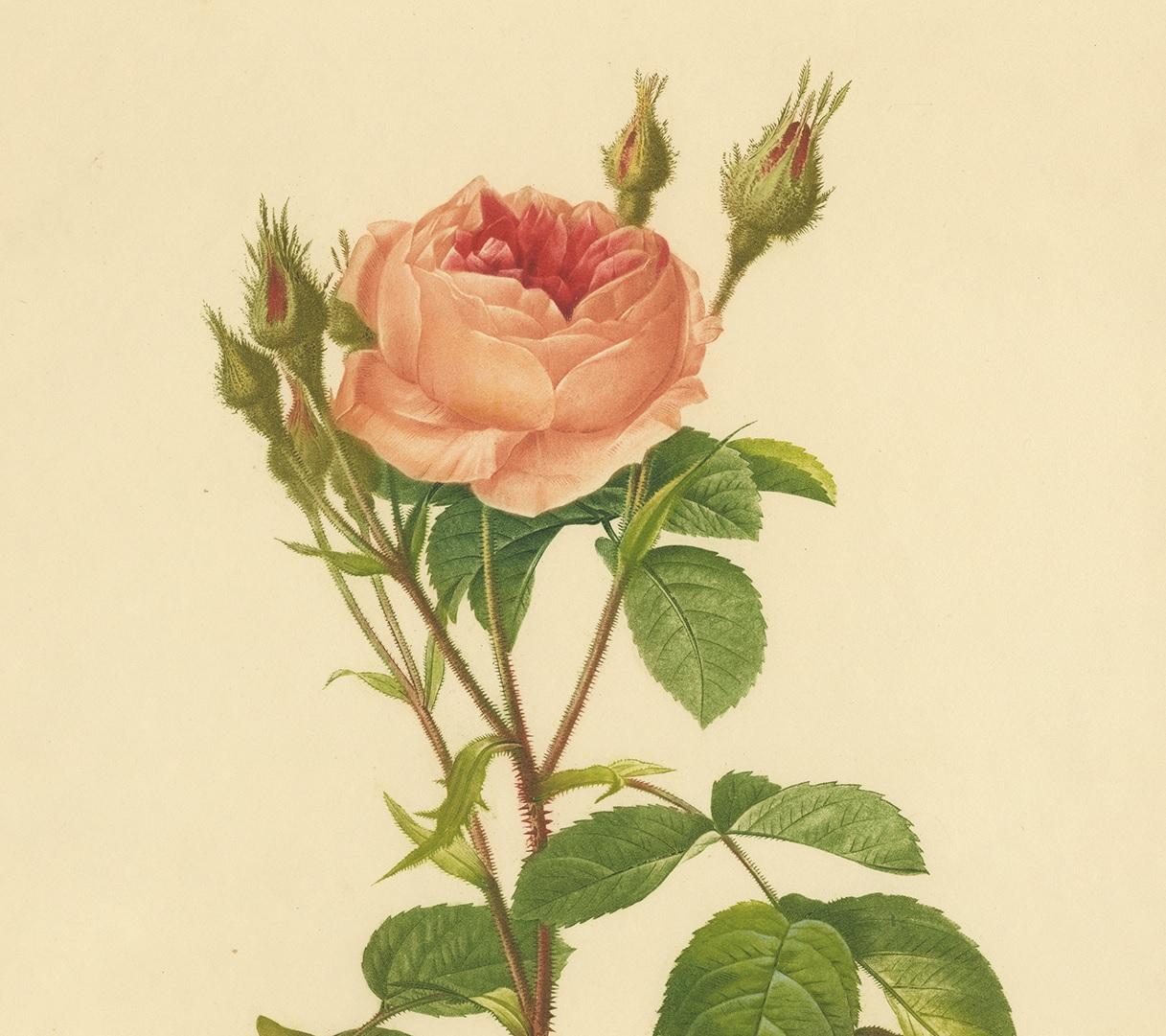 French Antique Botany Print of a Rosa Muscosa ‘Moss Rose’ Made after P.J. Redouté