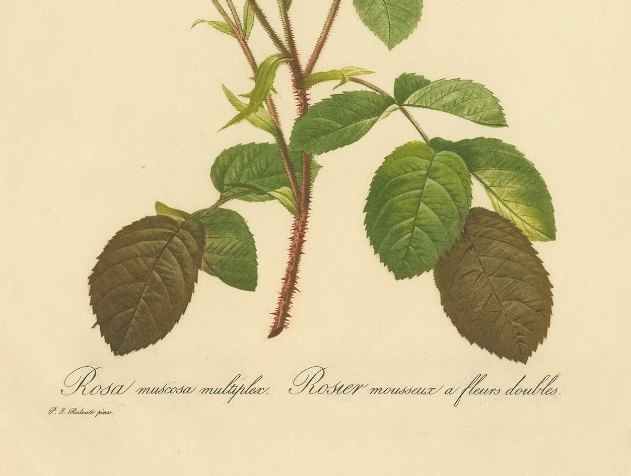 Antique Botany Print of a Rosa Muscosa ‘Moss Rose’ Made after P.J. Redouté In Good Condition In Langweer, NL