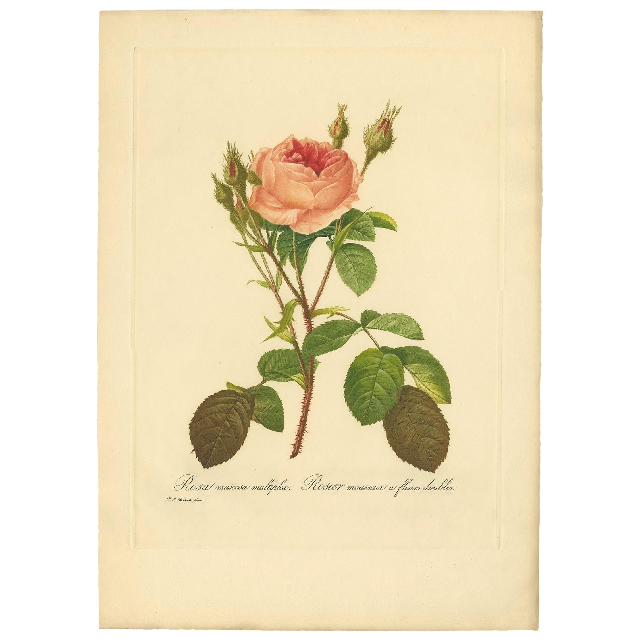 Antique Botany Print of a Rosa Muscosa ‘Moss Rose’ Made after P.J. Redouté