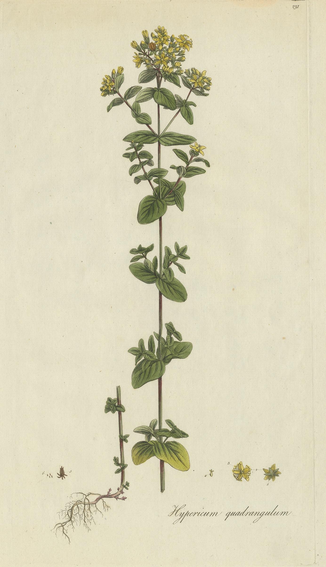 Antique botany print titled 'Hypericum Quadrangulum'. Hand colored engraving of a species of St. Johnswort. This print originates from 'Flora Londinensis' by William Curtis.