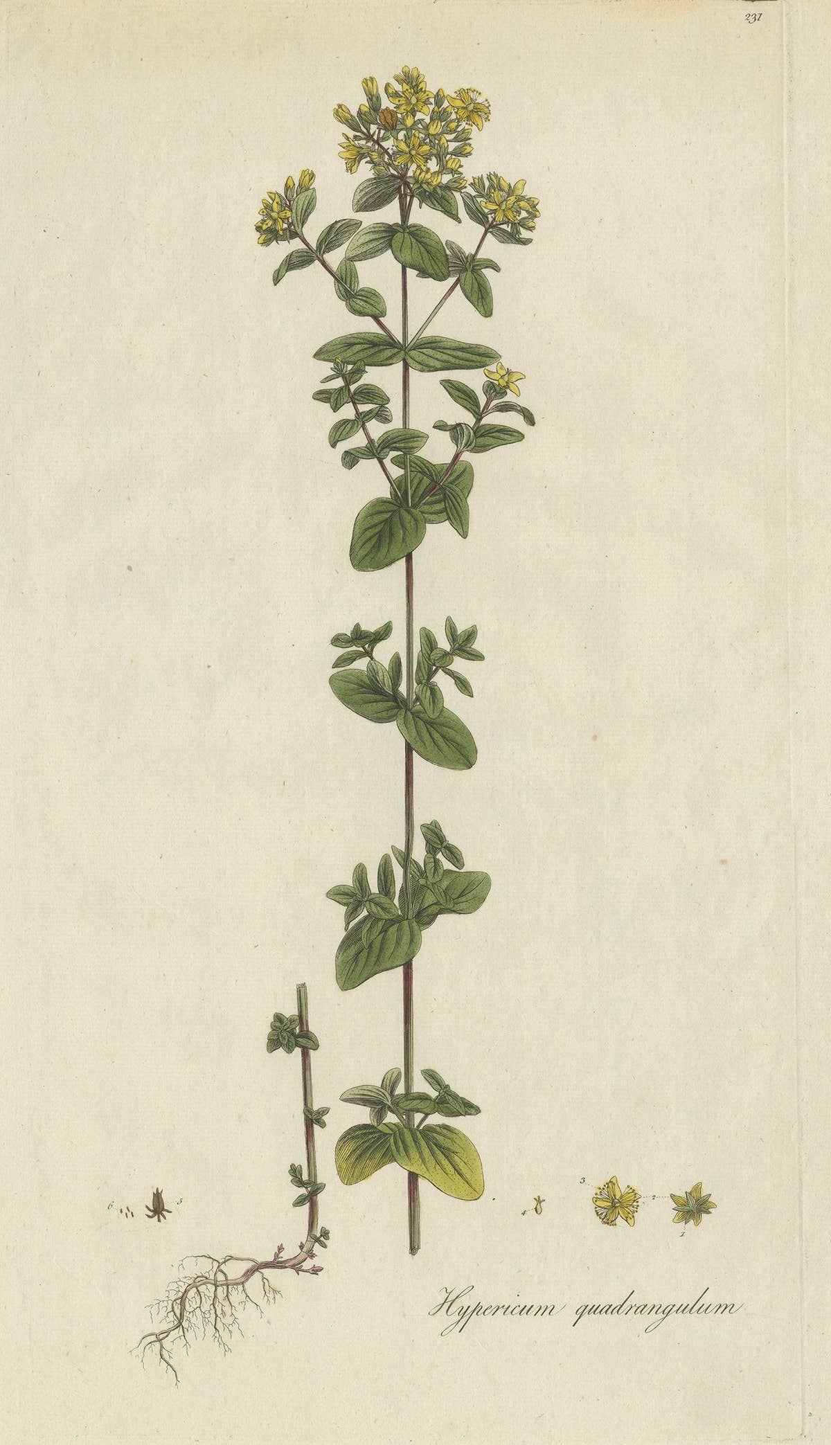 Antique Botany Print of a Species of St. Johnswort by Curtis, circa 1777