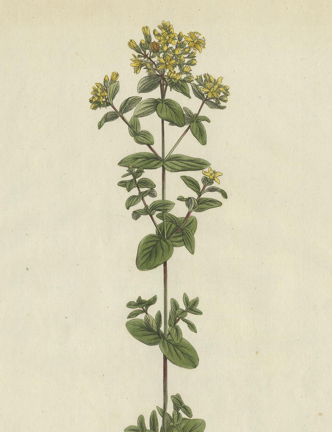 Antique Botany Print of a Species of St. Johnswort by Curtis, circa 1777 In Good Condition For Sale In Langweer, NL