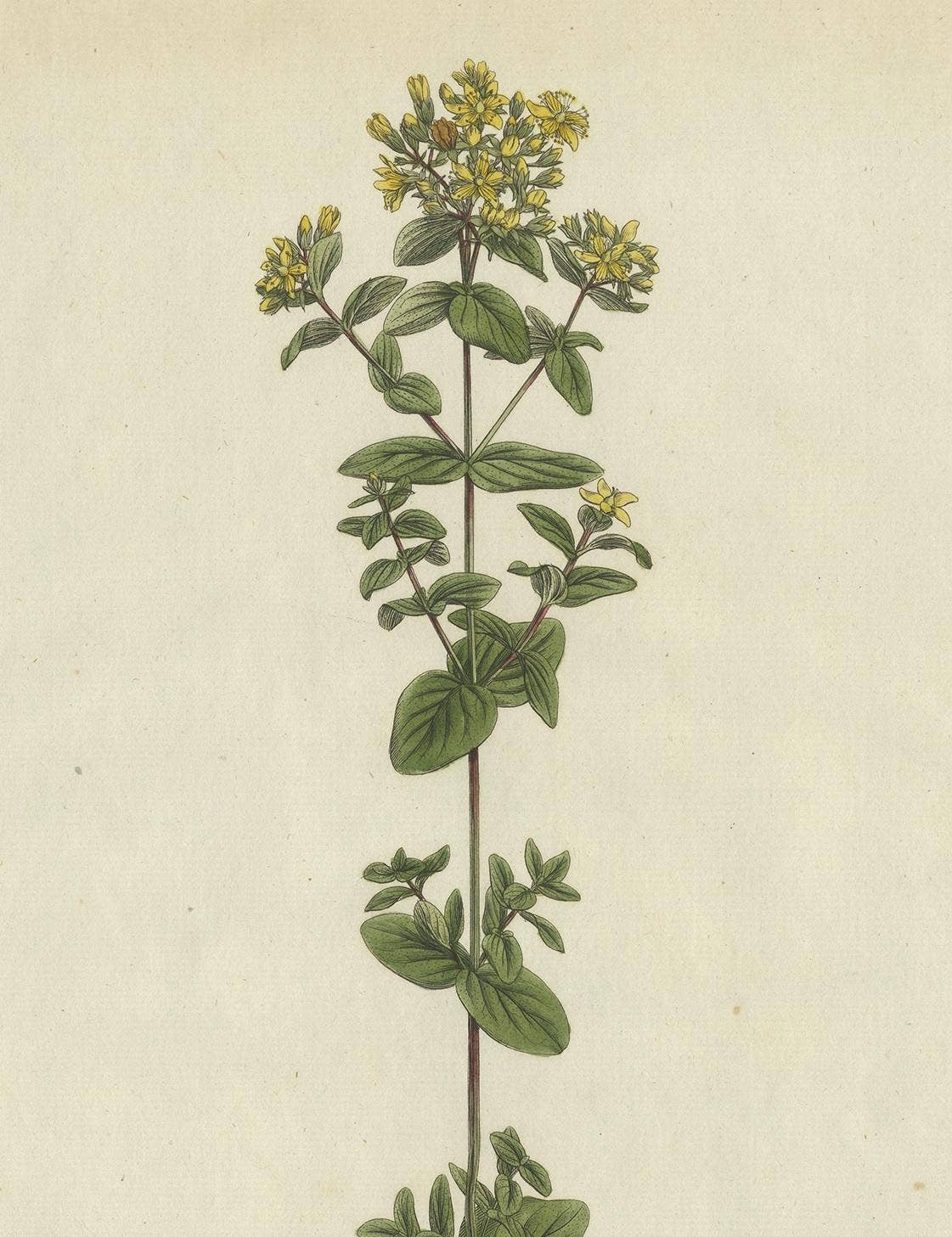Antique Botany Print of a Species of St. Johnswort by Curtis, circa 1777