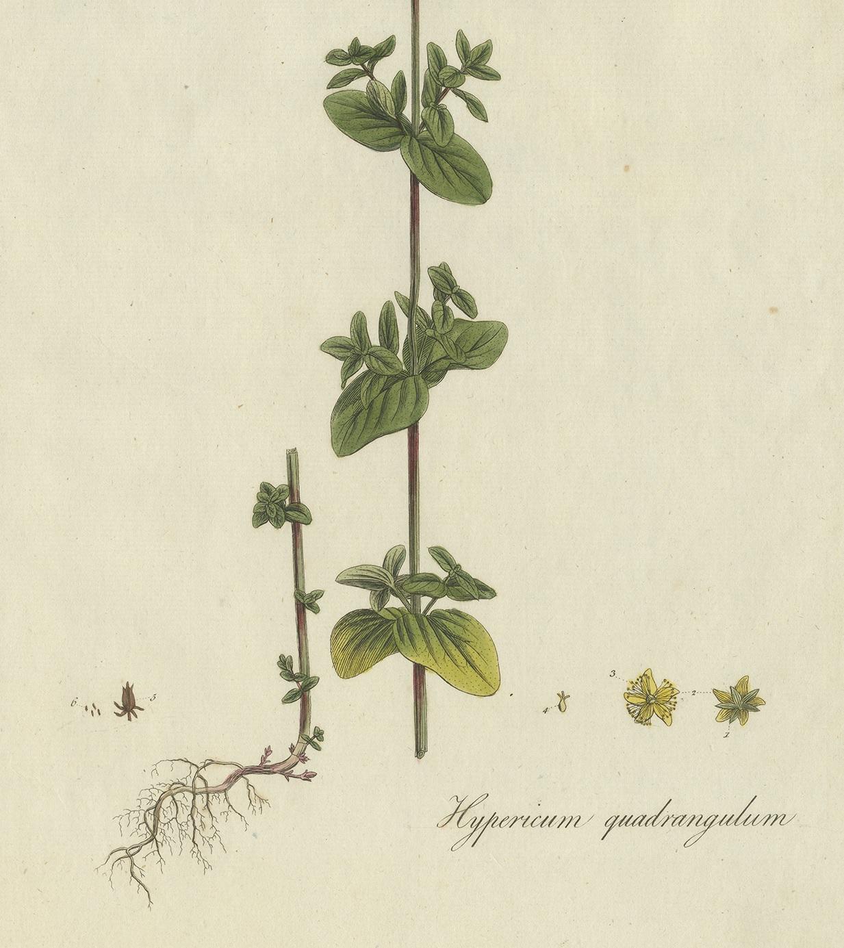 18th Century Antique Botany Print of a Species of St. Johnswort by Curtis, circa 1777 For Sale