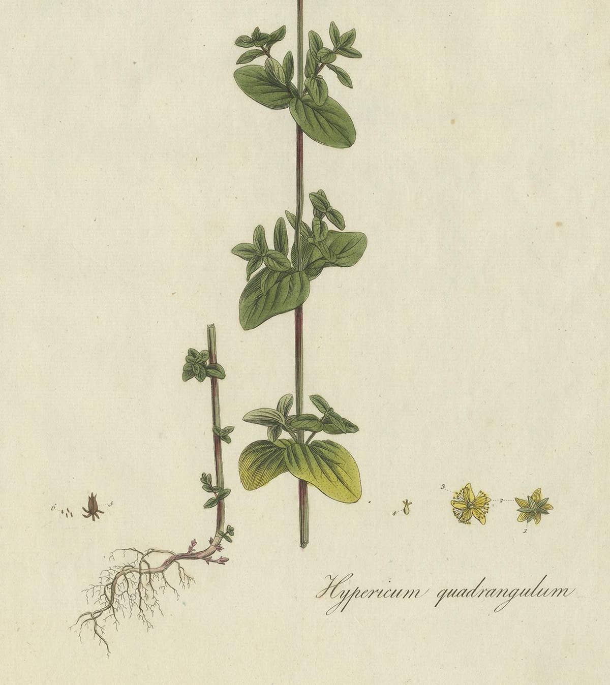 Antique Botany Print of a Species of St. Johnswort by Curtis, circa 1777