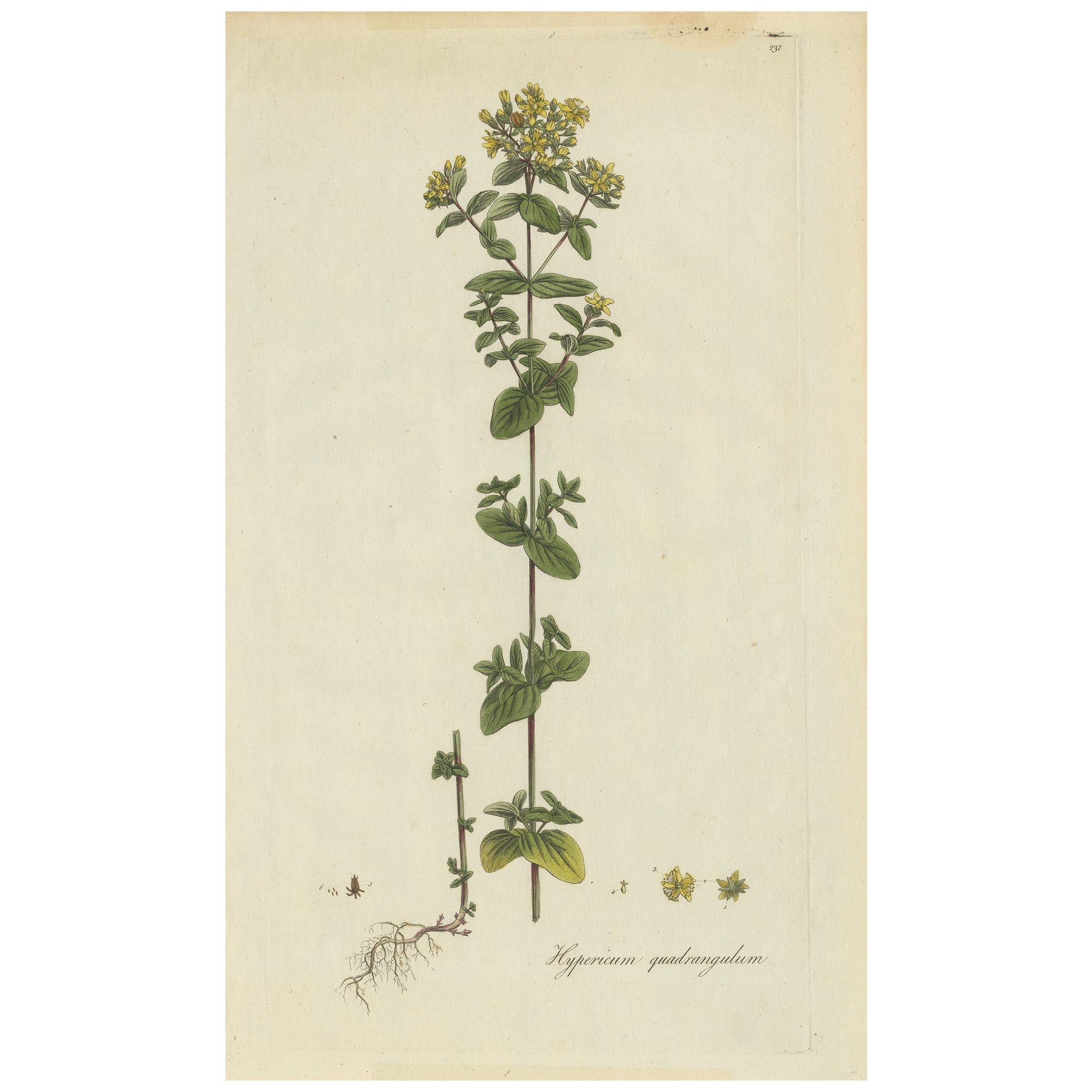 Antique Botany Print of a Species of St. Johnswort by Curtis, circa 1777 For Sale
