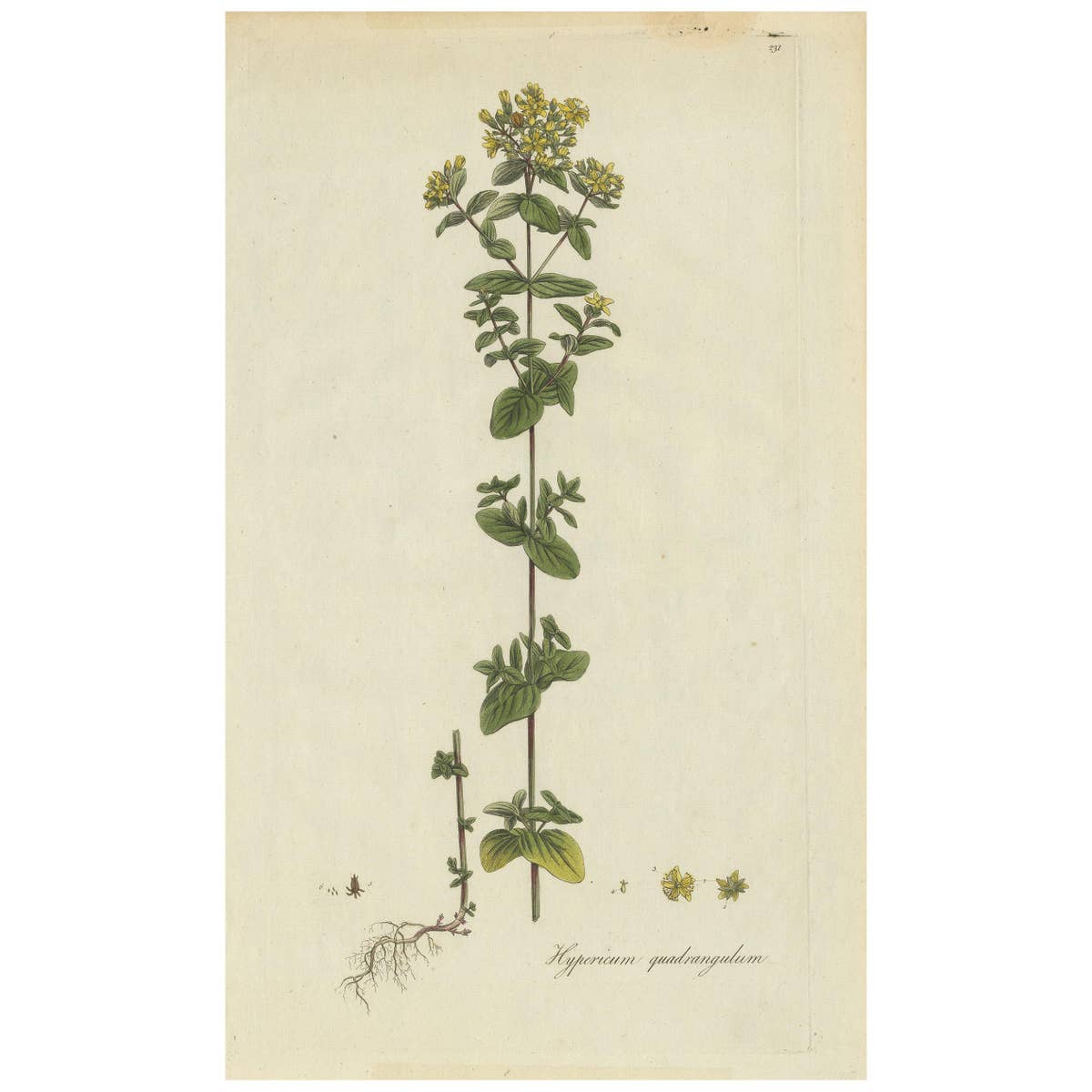 Antique Botany Print of a Species of St. Johnswort by Curtis, circa 1777