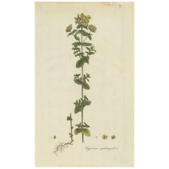 Antique Botany Print of a Species of St. Johnswort by Curtis, circa 1777