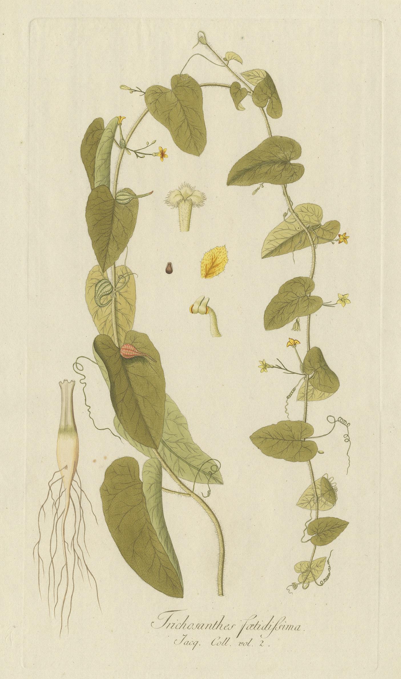 Antique botany print titled 'Trichosanthes Foetidissima'. Hand colored engraving of a trichosanthes species, a genus of tropical and subtropical vines. This print originates from 'Icones plantarum rariorum' by N.J. von Jacquin.