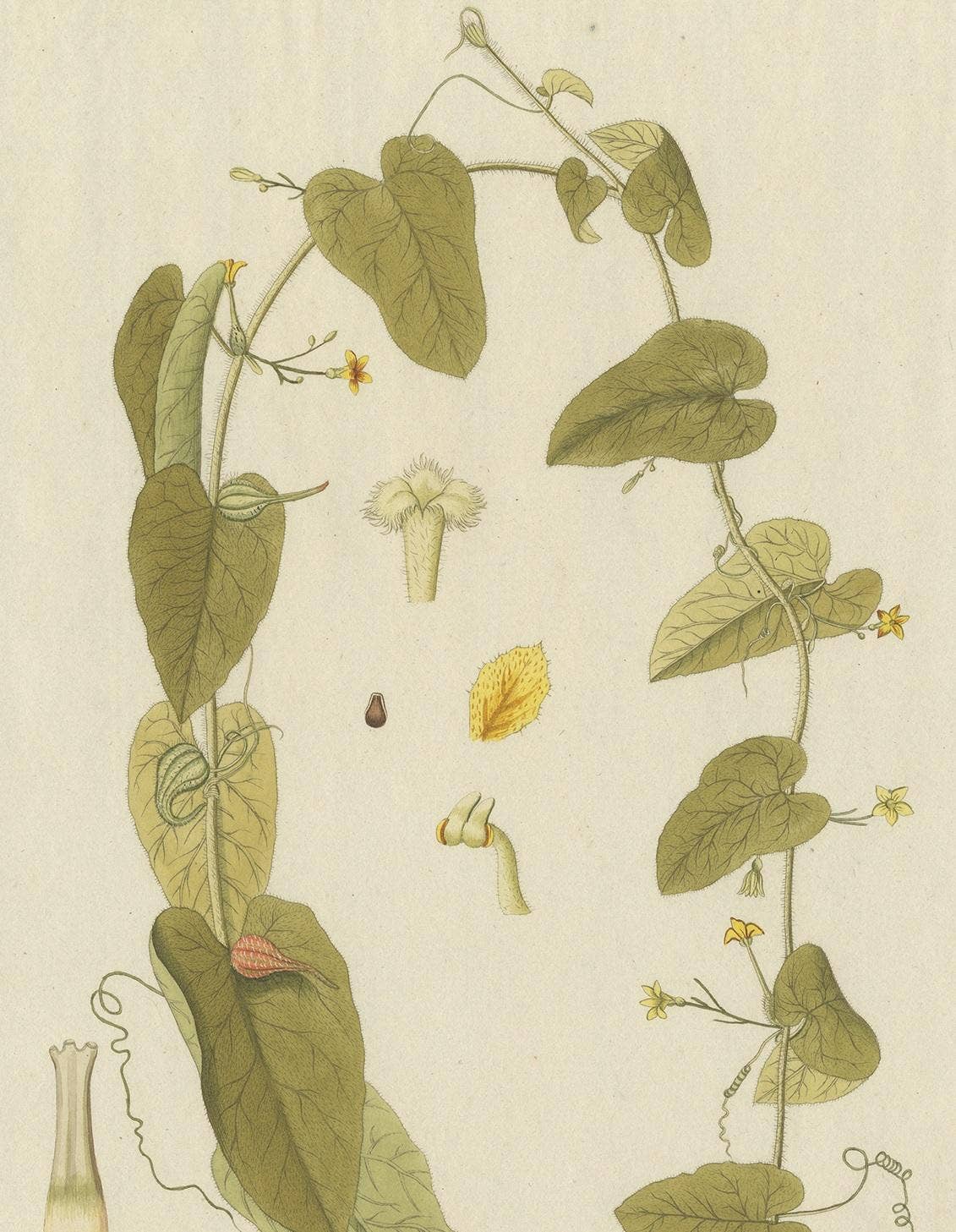 Antique Botany Print of a Trichosanthes Species by Von Jacquin, circa 1781