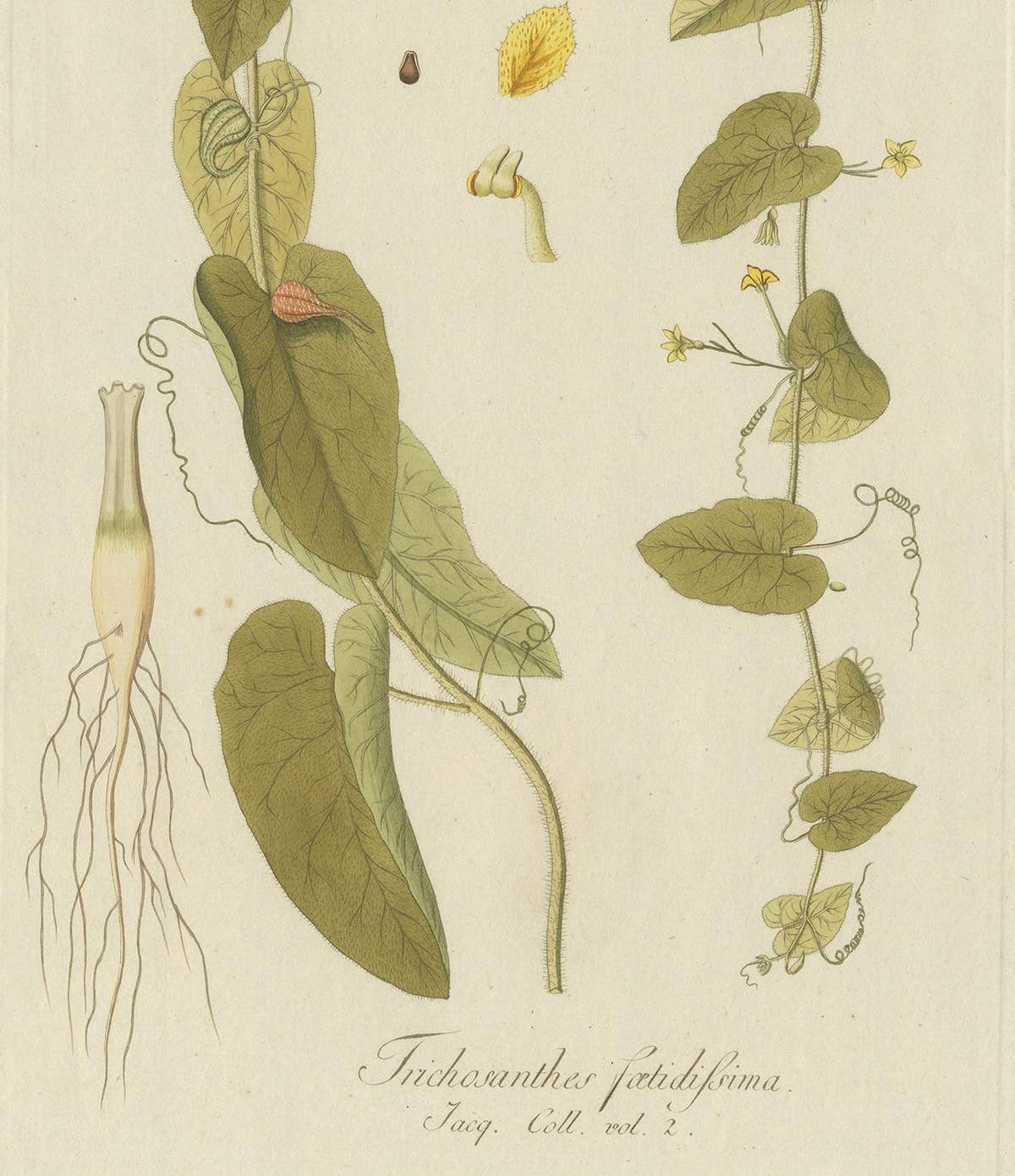 Antique Botany Print of a Trichosanthes Species by Von Jacquin, circa 1781