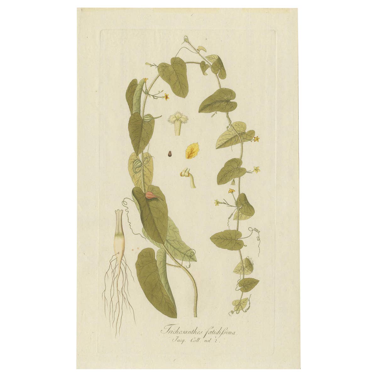 Antique Botany Print of a Trichosanthes Species by Von Jacquin, circa 1781