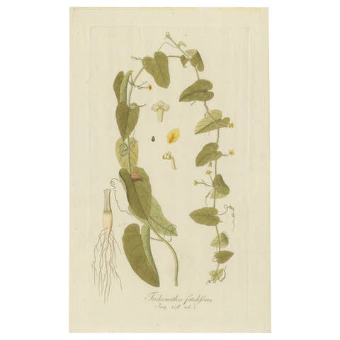 Antique Botany Print of a Trichosanthes Species by Von Jacquin, circa 1781