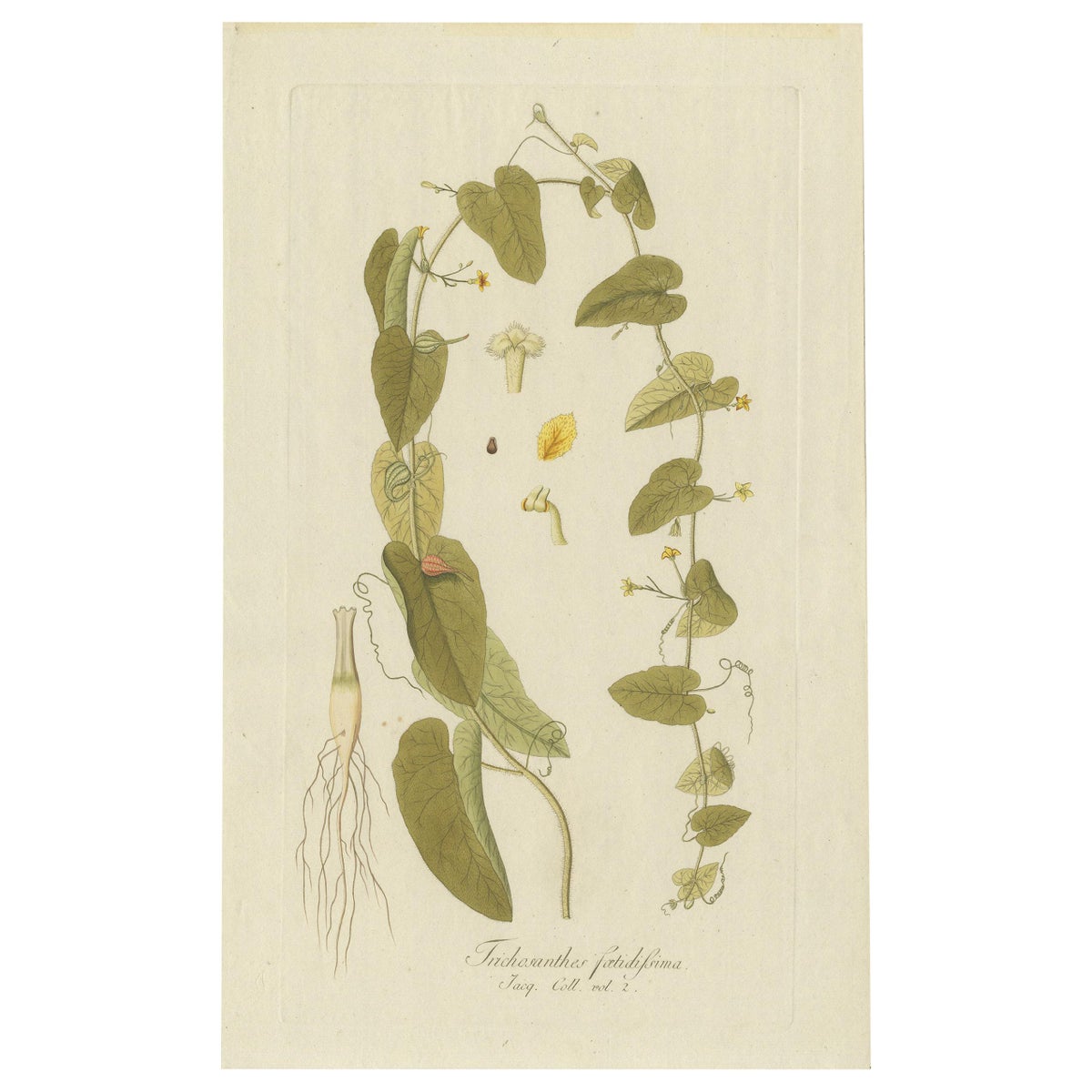 Antique Botany Print of a Trichosanthes Species by Von Jacquin, circa 1781
