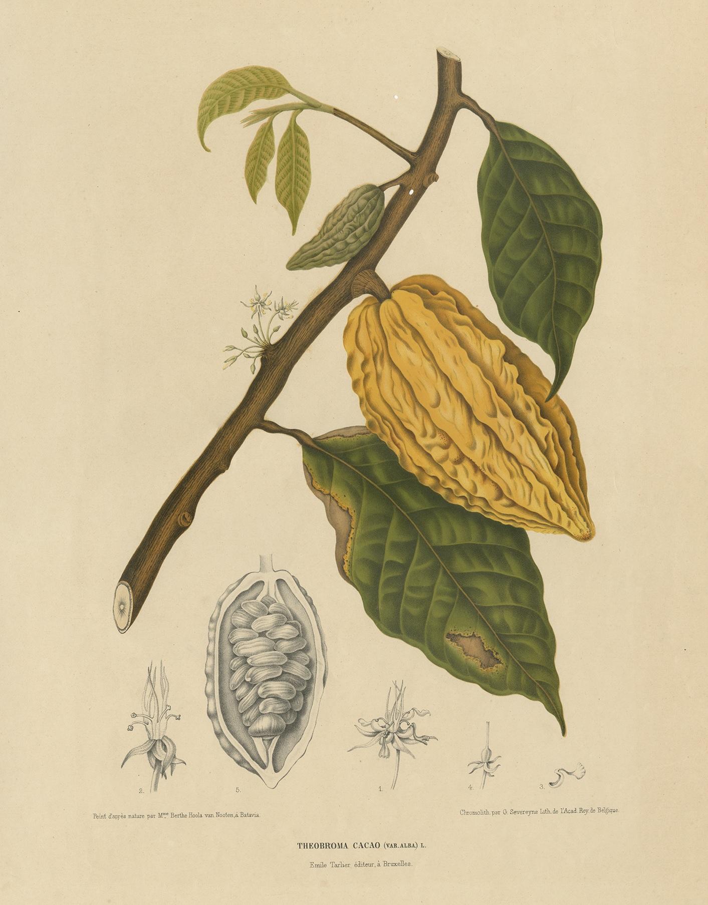 Antique print titled 'Theobroma Cacao'. Large lithograph of the white theobroma cacao, also called the cacao tree and the cocoa tree. This print originates from 'Fleurs, fruits et feuillages choisis de la flore et de la pomone de l' Ile de Java