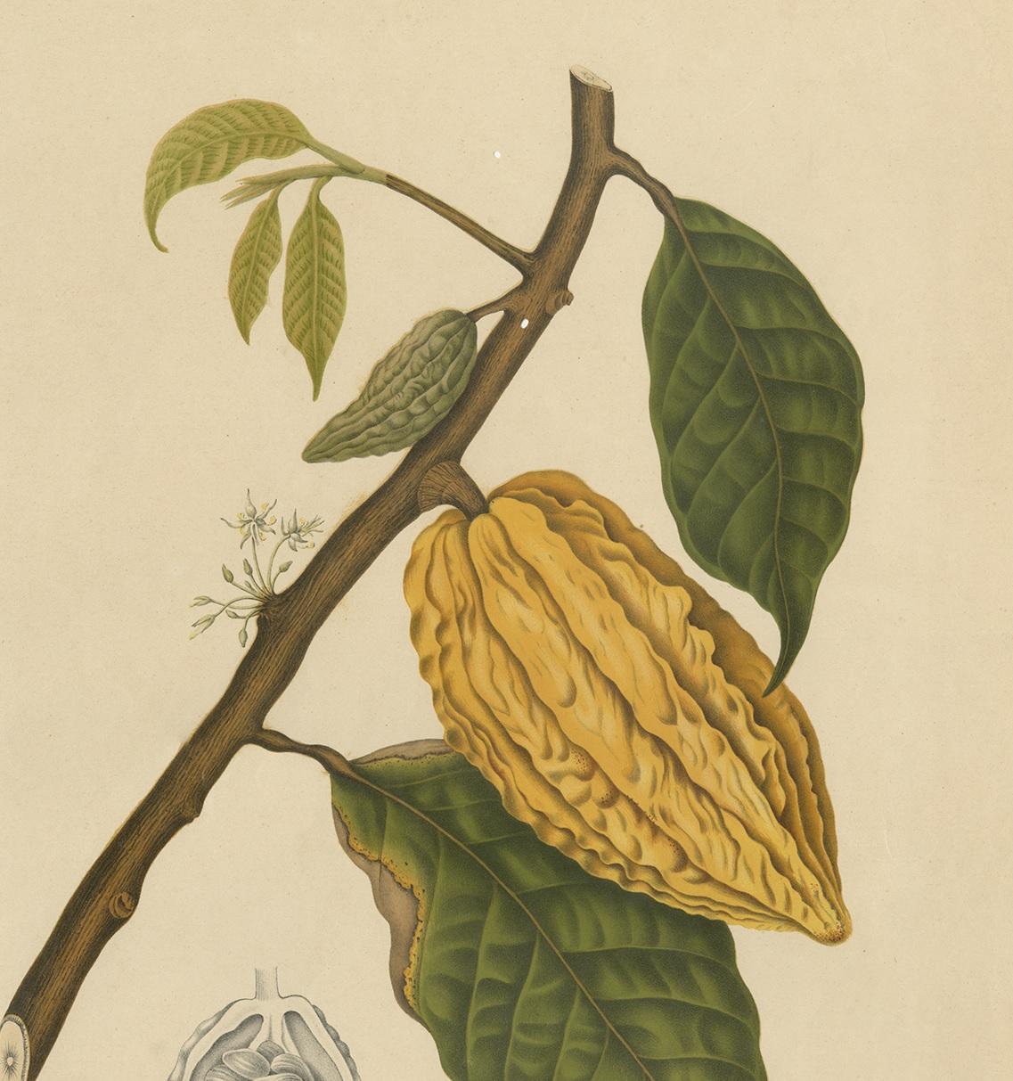 cacao tree drawing easy