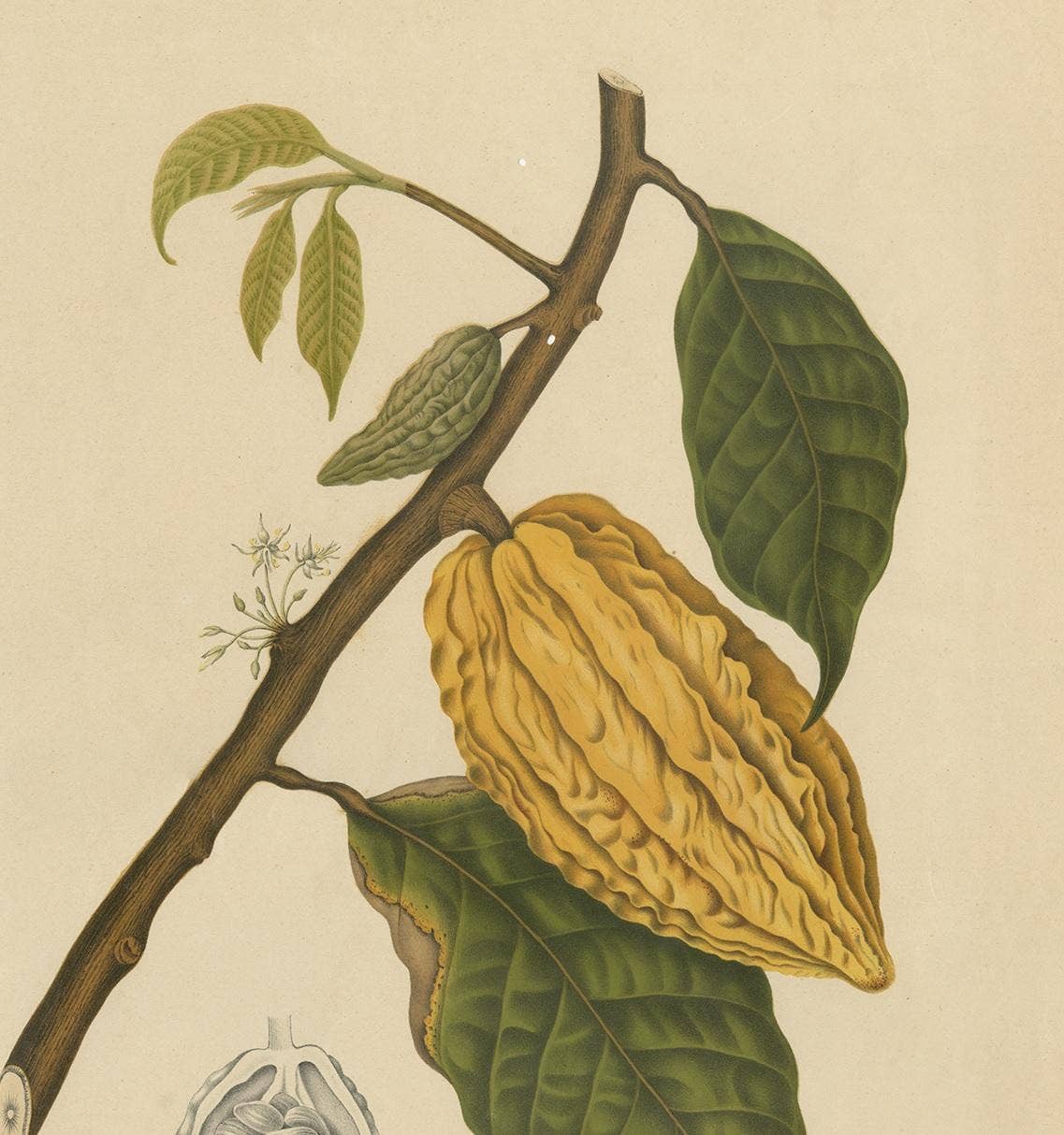 Antique Botany Print of a White Cacao Tree by Van Nooten, circa 1875