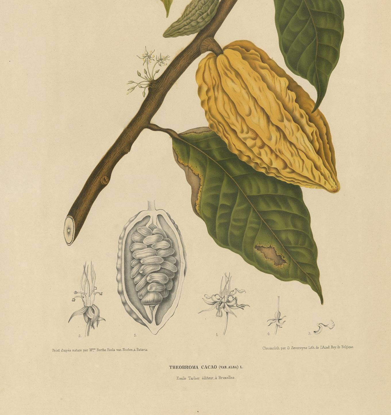 Antique Botany Print of a White Cacao Tree by Van Nooten 'circa 1875' In Good Condition For Sale In Langweer, NL