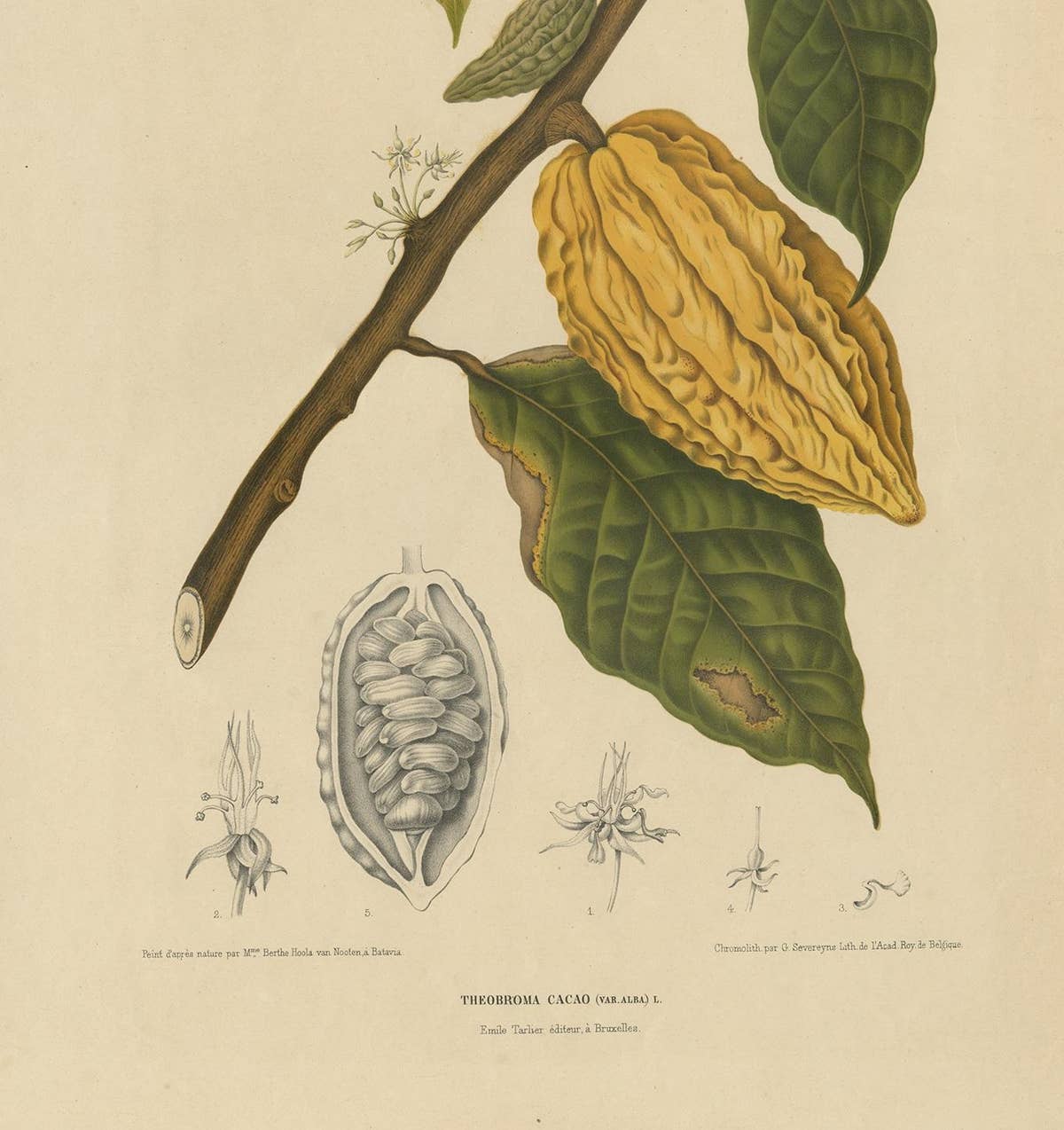 Antique Botany Print of a White Cacao Tree by Van Nooten, circa 1875