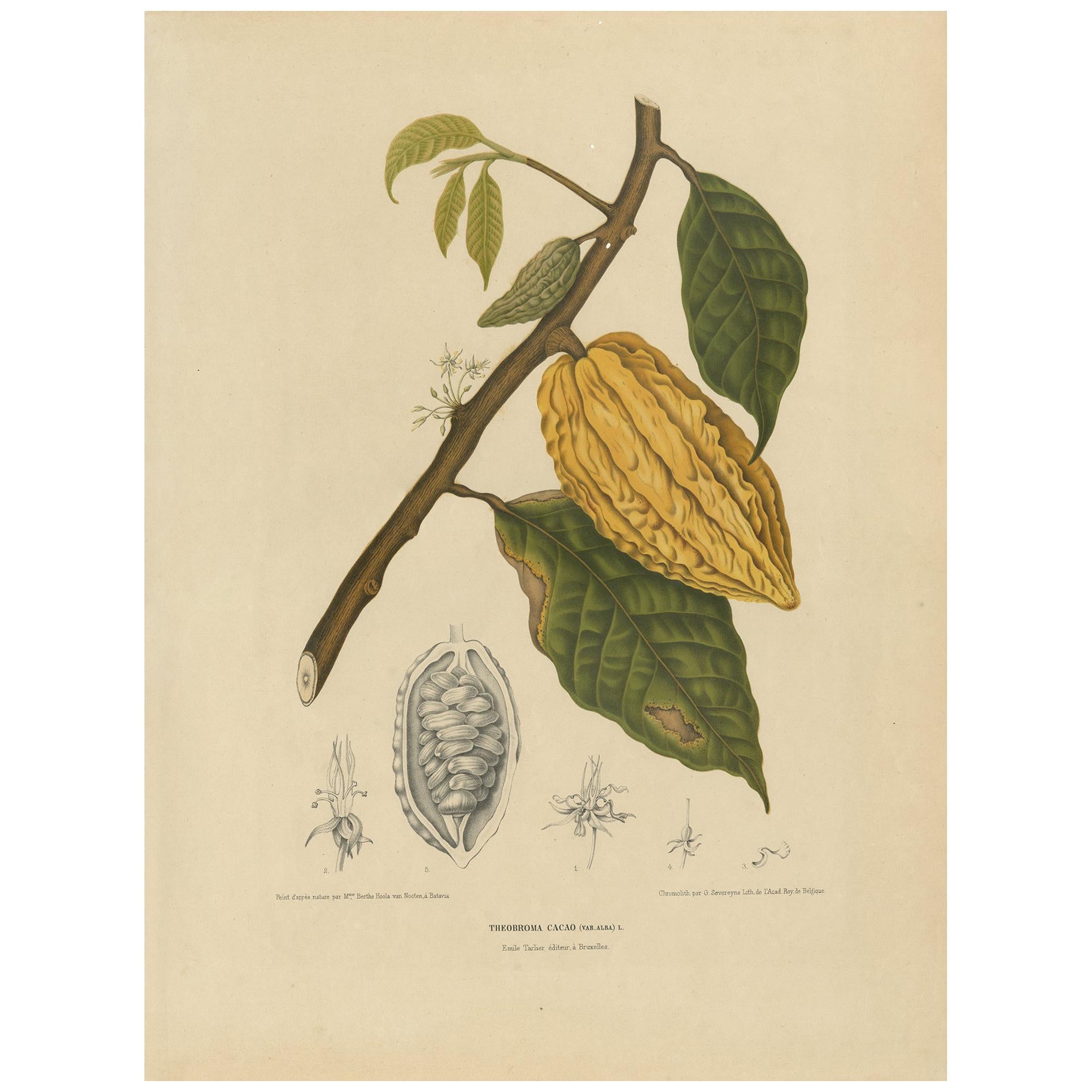 Grabado Botánico Antiguo de un Árbol de Cacao Blanco por Van Nooten 'circa 1875'