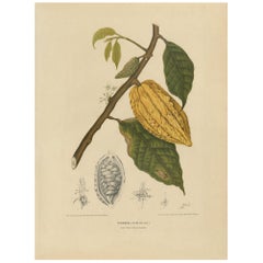 Antique Botany Print of a White Cacao Tree by Van Nooten 'circa 1875'
