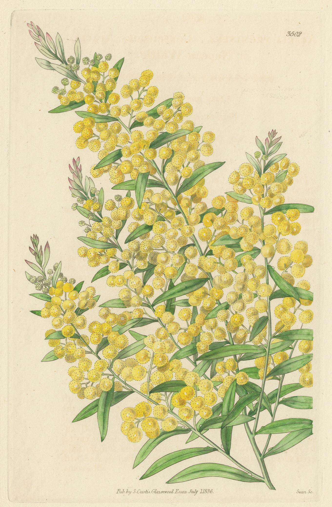 Antique botany print titled 'Acacia Prominens'. Engraving of the acacia prominens, also known as golden rain wattle, goldenrain wattle, Gosford wattle or grey sally. This print originates from 'Curtis's Botanical Magazine'.
