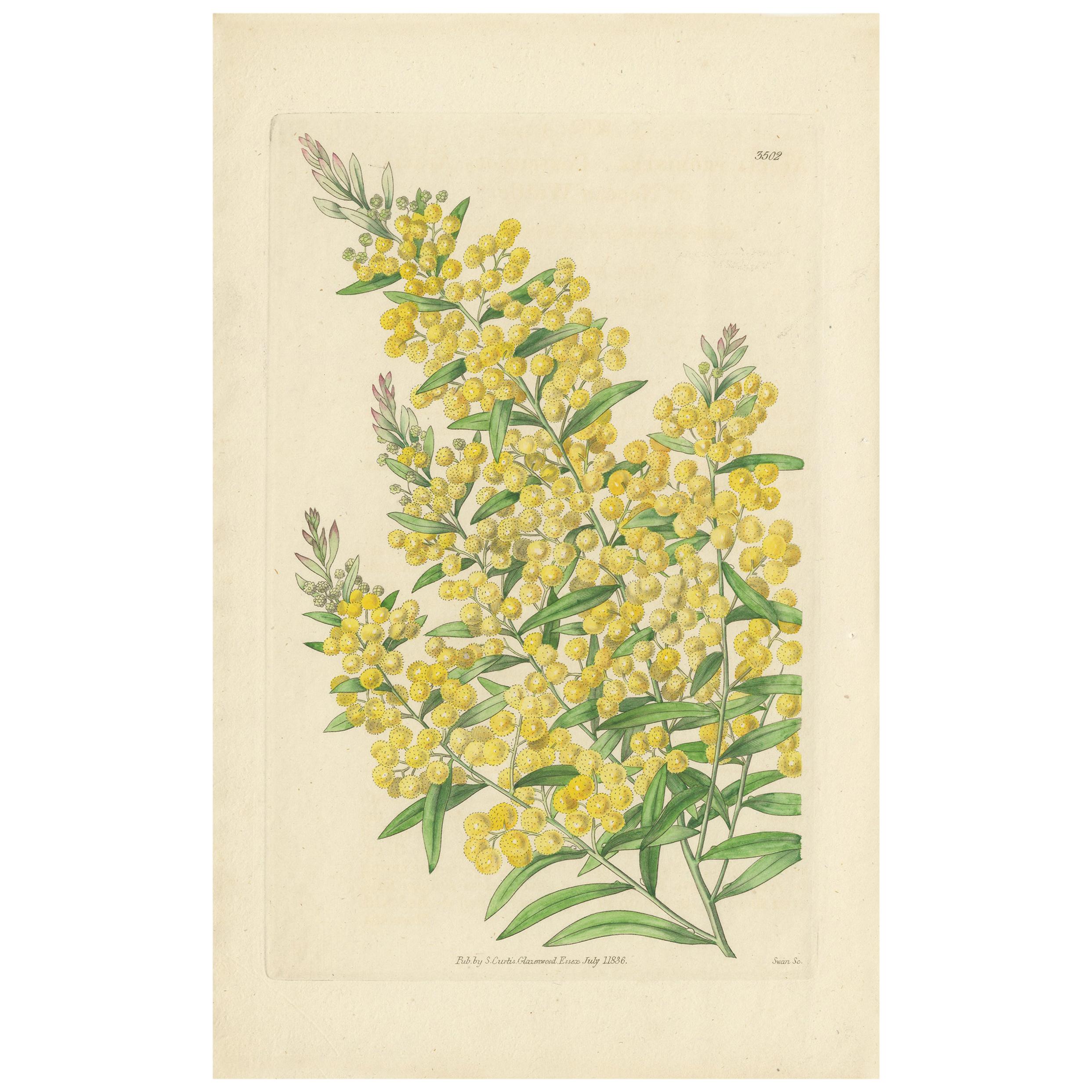 Impression botanique ancienne d'Acacia Prominens par Curtis '1836'
