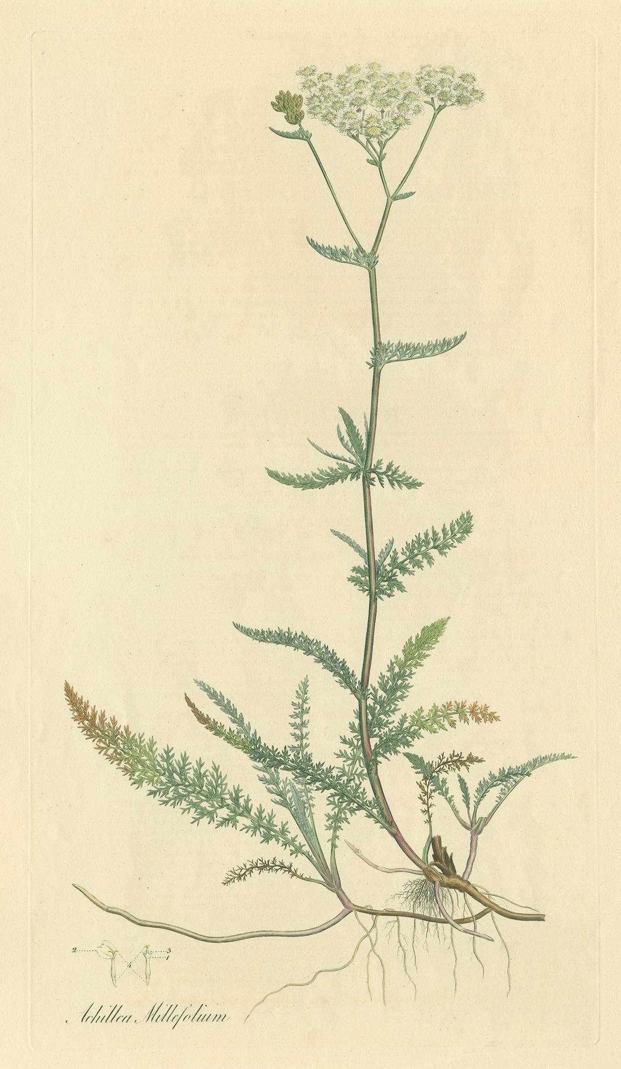 Antique botany print titled 'Achillea Millefolium'. Hand colored engraving of achillea millefolium, commonly known as yarrow or common yarrow. This print originates from 'Flora Londinensis' by William Curtis.