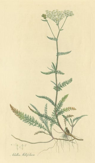 Antique Botany Print of Achillea Millefolium by Curtis 'circa 1817', view 2