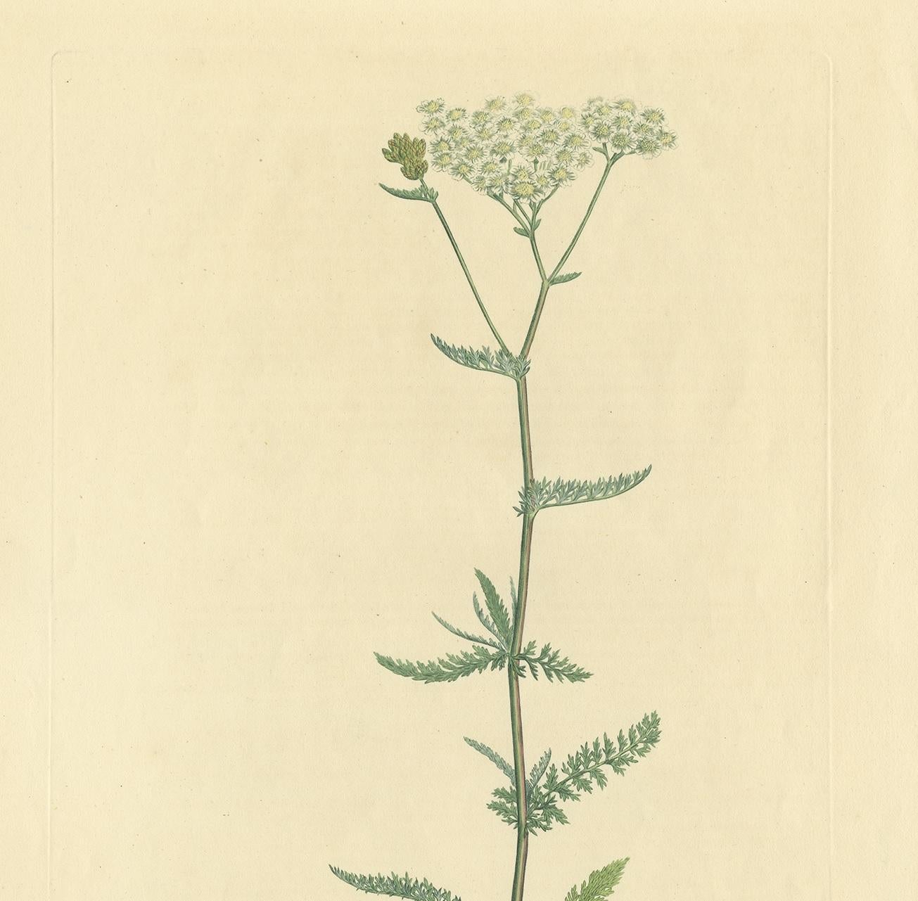 yarrow botanical drawing