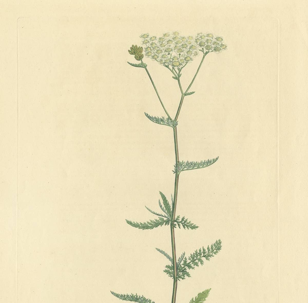 Antique Botany Print of Achillea Millefolium by Curtis 'circa 1817'