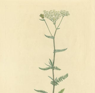 Antique Botany Print of Achillea Millefolium by Curtis 'circa 1817', view 3