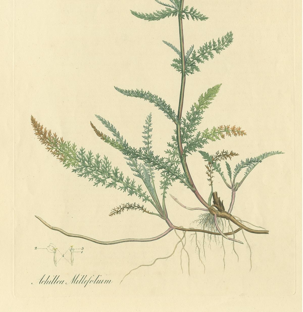 XIXe siècle Impression botanique ancienne d'Achillea Millefolium de Curtis, vers 1817 en vente