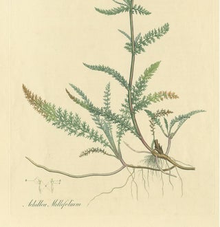 Antique Botany Print of Achillea Millefolium by Curtis 'circa 1817', view 4