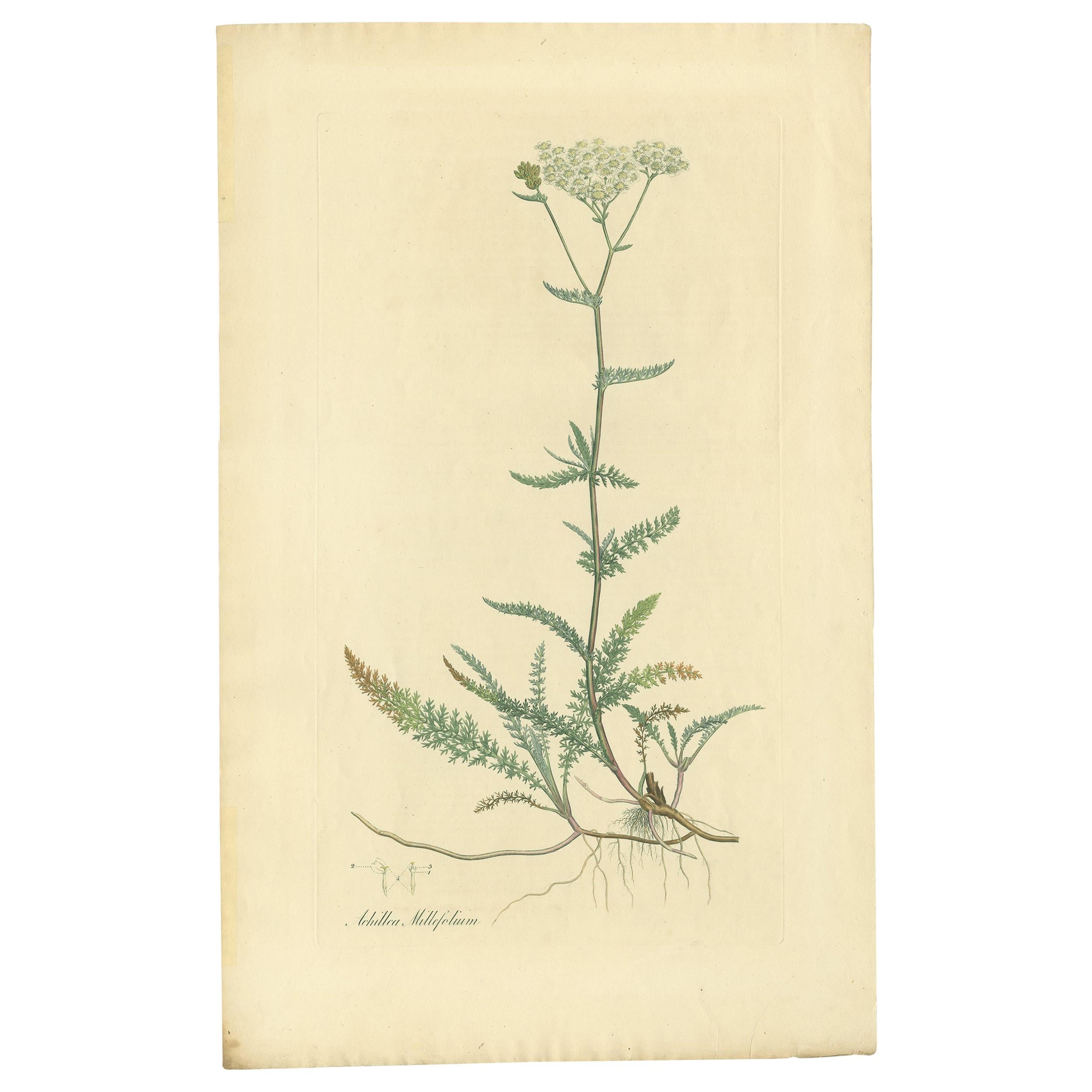 Impression botanique ancienne d'Achillea Millefolium de Curtis, vers 1817