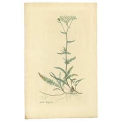 Impression botanique ancienne d'Achillea Millefolium de Curtis, vers 1817