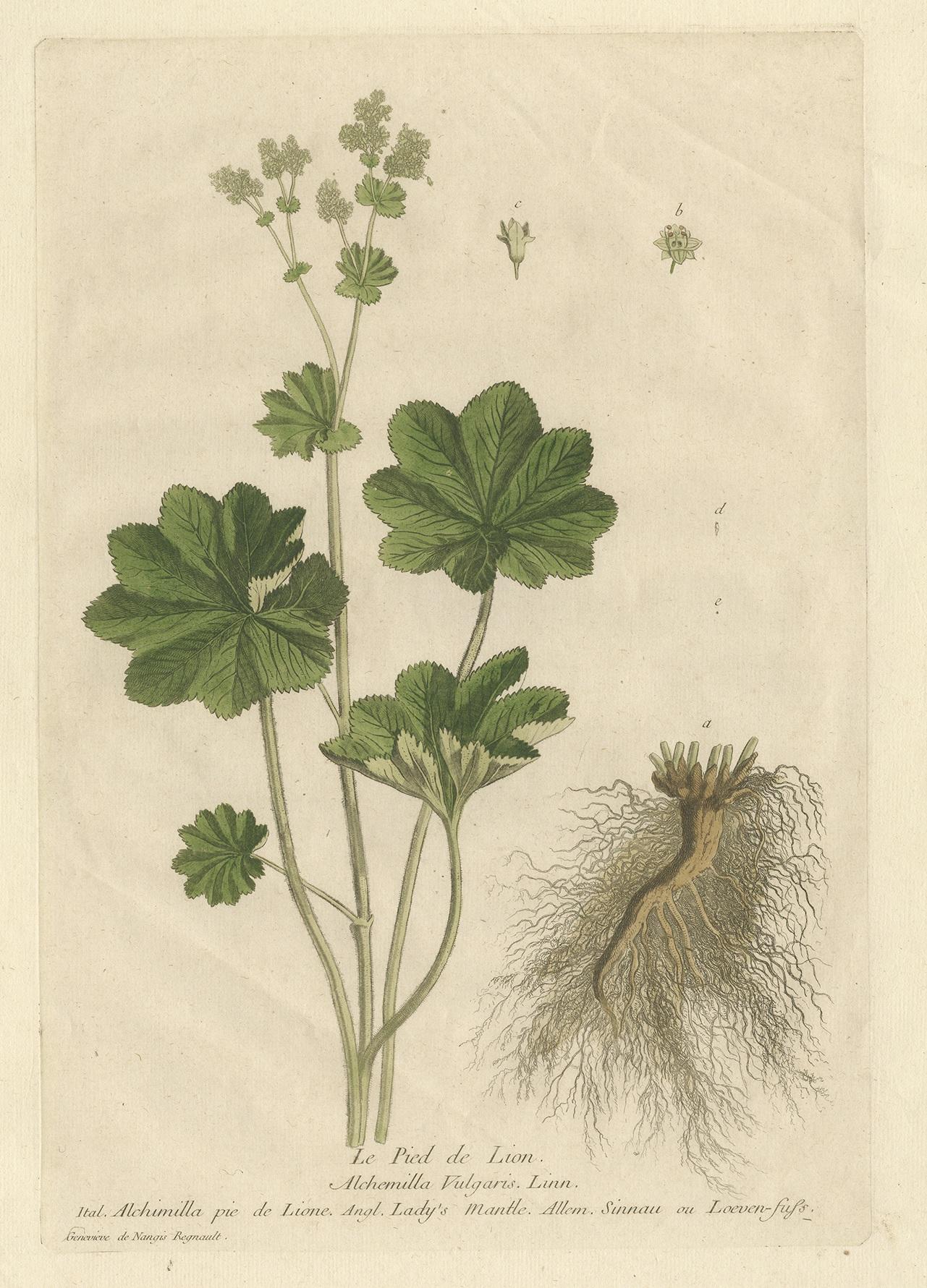 Antique print titled 'Le Pied de Lion (..)'. Beautiful copper engraving of the alchemilla plant. Originates from 'La Botanique', a French botanical book. Drawn and engraved by Regnault's wife Geneviève.