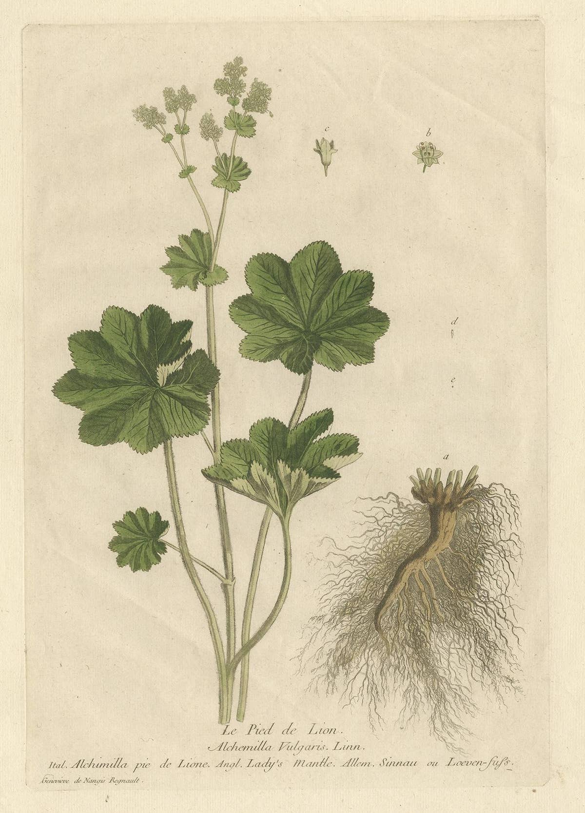 Antique Botany Print of Alchemilla by Regnault, 1774