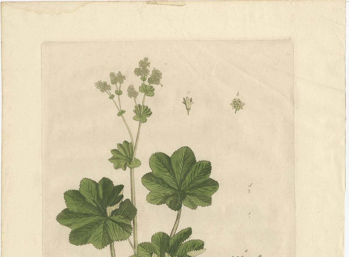 Antique Botany Print of Alchemilla by Regnault, 1774