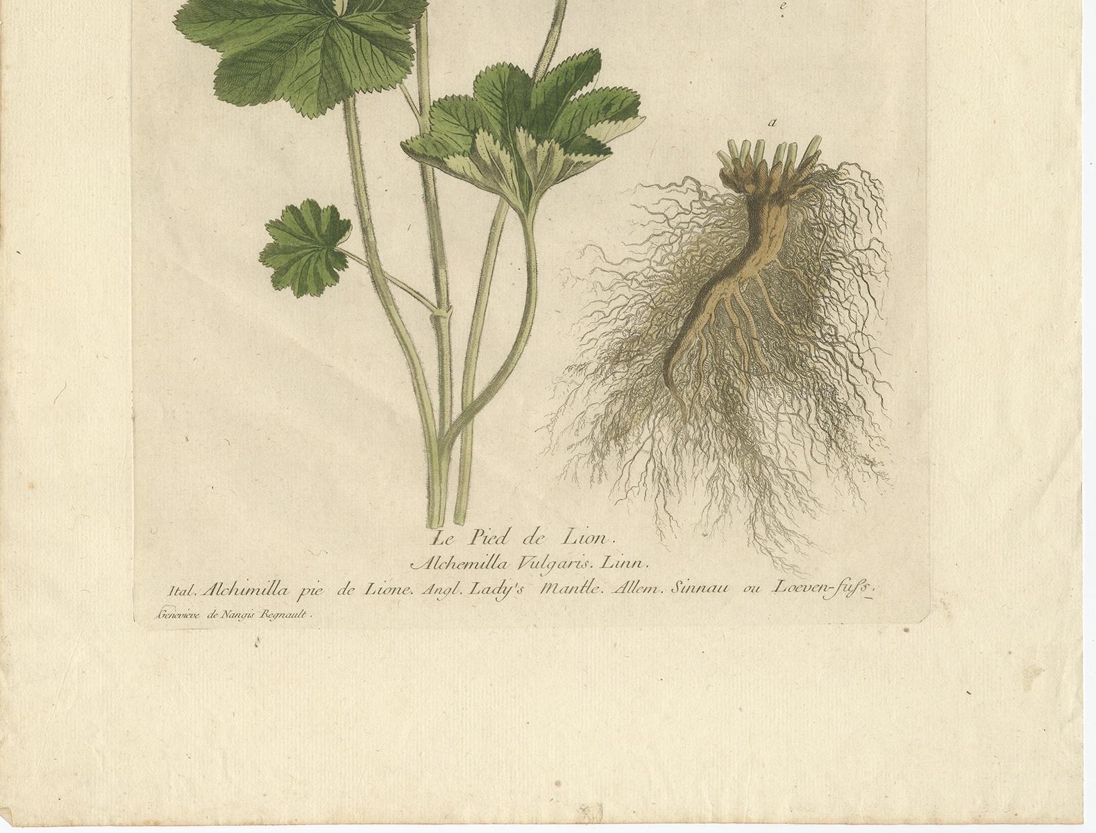 French Antique Botany Print of Alchemilla by Regnault, 1774 For Sale