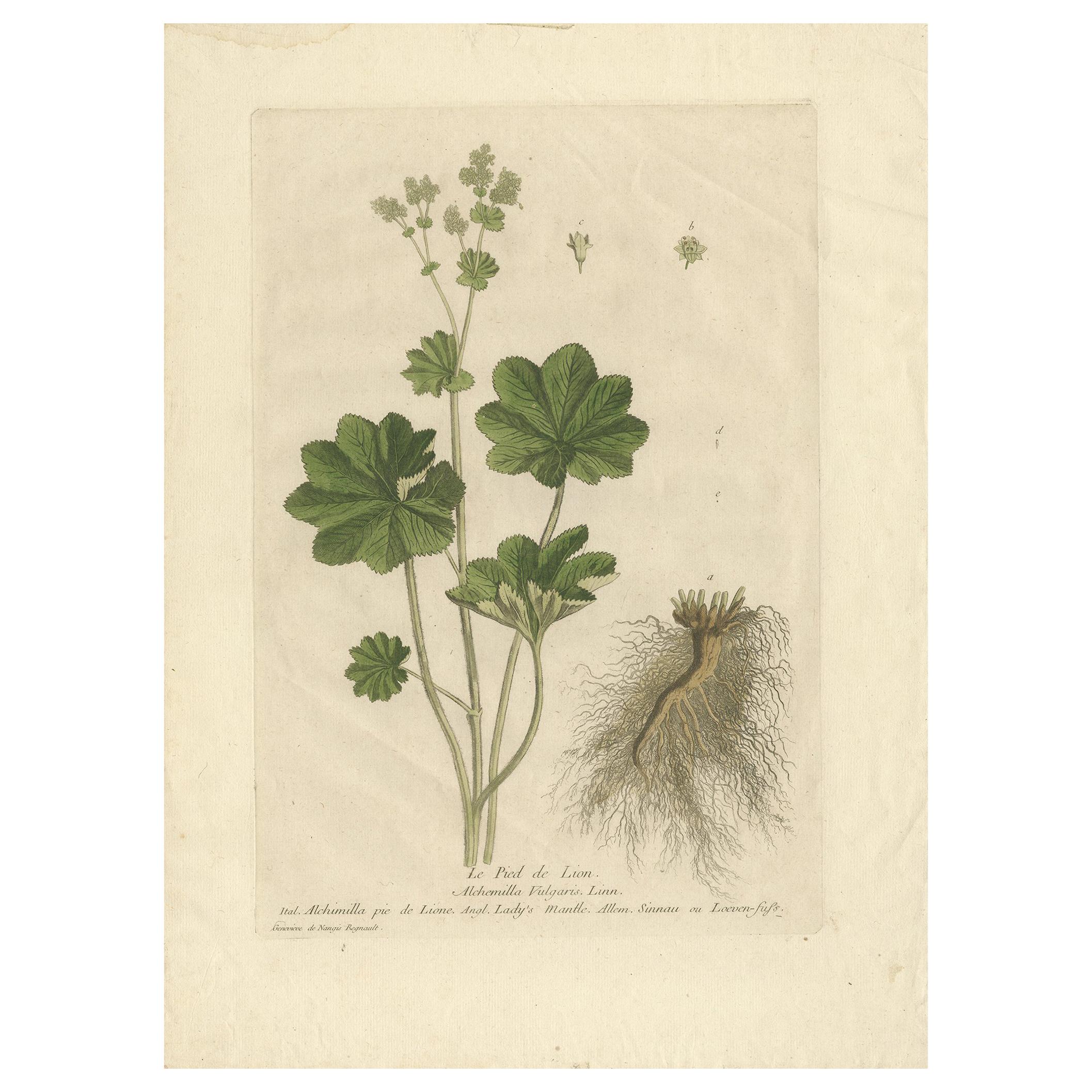 Stampa antica di botanica di Alchemilla di Regnault, 1774