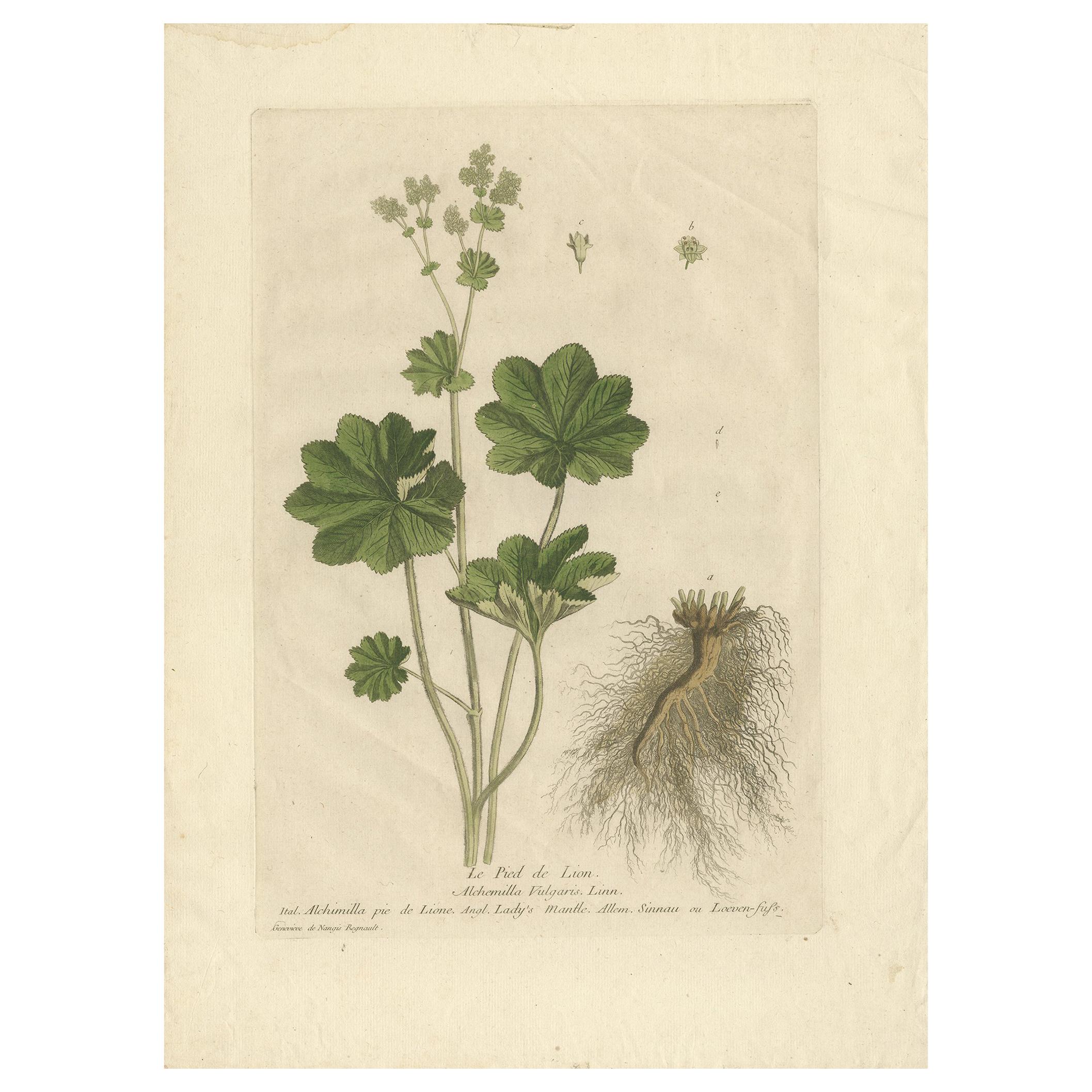 Impression botanique ancienne d'Alchemilla par Regnault, 1774