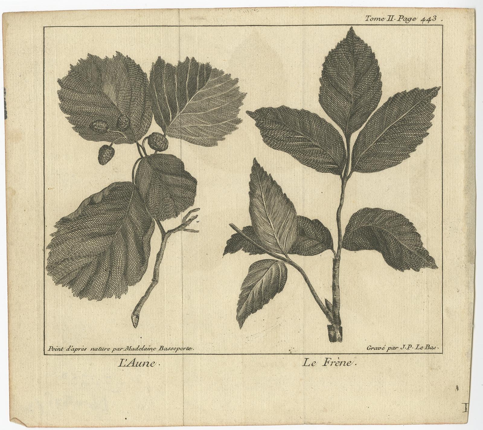 Gravure ancienne intitulée 'L'Aune, Le Frène'. Belle gravure représentant l'alnus et le fraxinus. Cette gravure provient de 'Le spectacle de la nature ou Entretiens sur les particularités de l'histoire naturelle qui ont paru les plus propres à