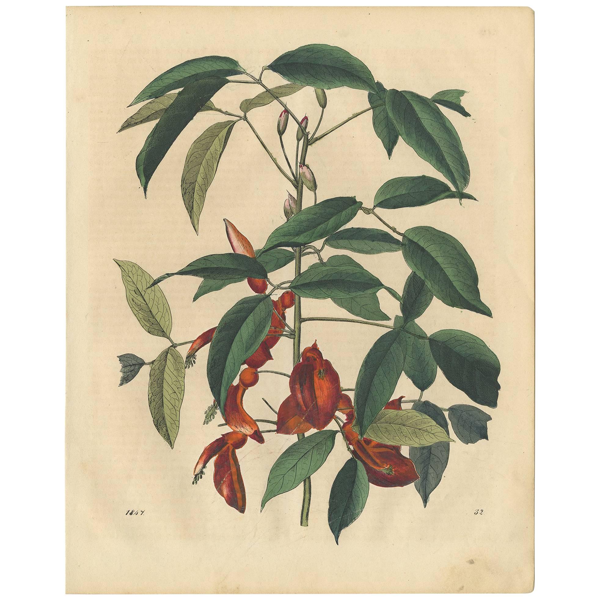 Antique Botany Print of an Erythrina Plant by C. Hoffmann, 1847
