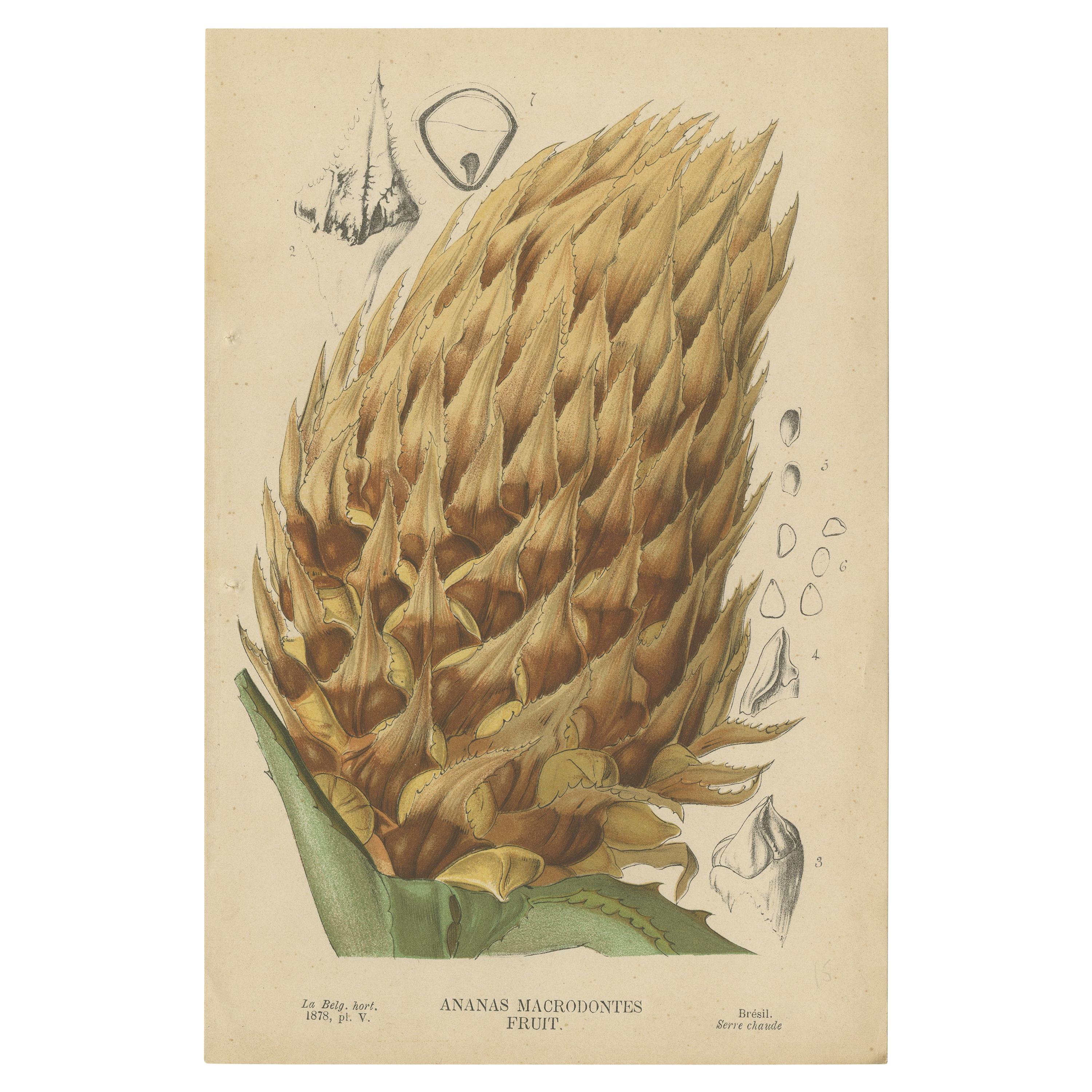 Impression botanique ancienne d'Ananas Macrodontes '1878'