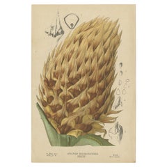 Antiker antiker Botanikdruck von Ananas Macrodontes '1878'