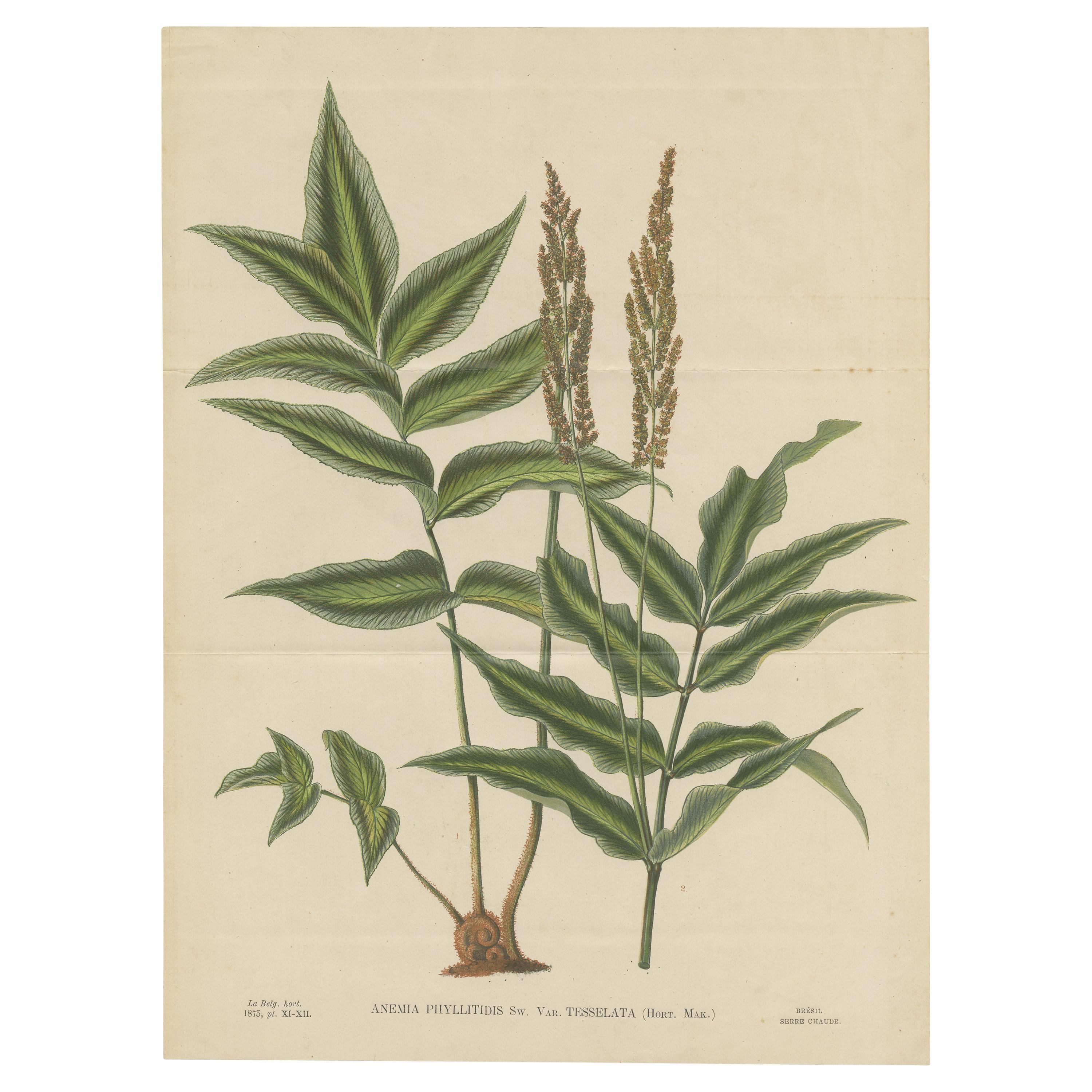 Impression botanique ancienne d'Anemia Phyllitidis '1875'