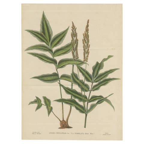 Antique Botany Print of Anemia Phyllitidis '1875'