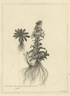 Stampa antica di Botanica di Campanula Americana di Dodart "circa 1680