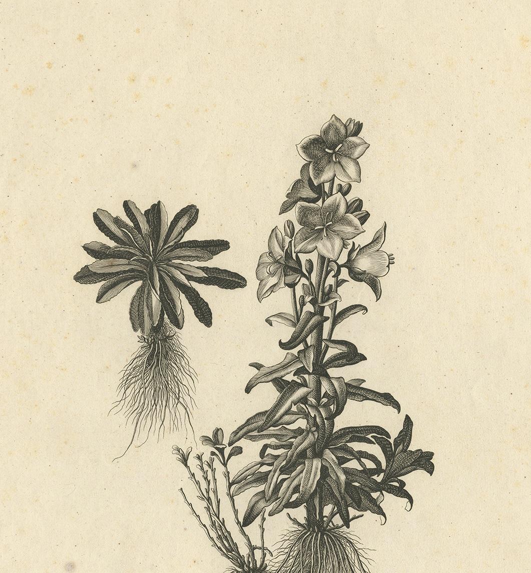 Antique Botany Print of Campanula Americana by Dodart 'circa 1680' In Good Condition For Sale In Langweer, NL